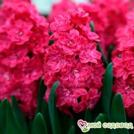 Гиацинт Холлихок махровый в Боре