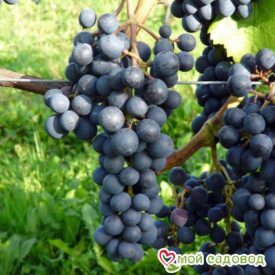 Виноград Каберне барон в Боре