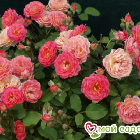 Роза Лес Потес де Бедрос в Боре