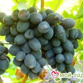 Виноград Руслан в Боре