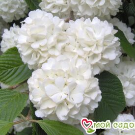 Гортензия макрофила Сноуболл (Snowball) в Боре