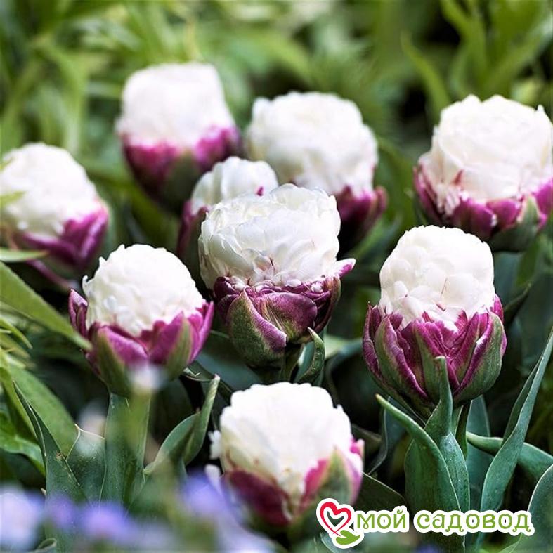 Тюльпан пионовидный Дабл Полар