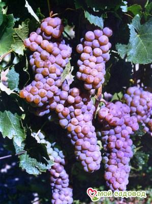 Виноград Олег (Диамант)