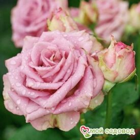 Роза Кул Вотер в Боре