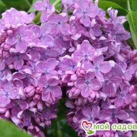 Сирень обыкновенная «Аметист» (Amethyst) в Боре