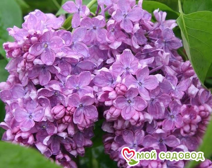 Сирень обыкновенная «Аметист» (Amethyst)