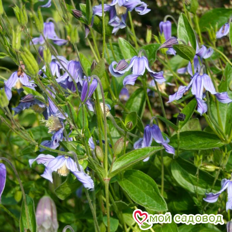 Клематис Будапешт ЗКС