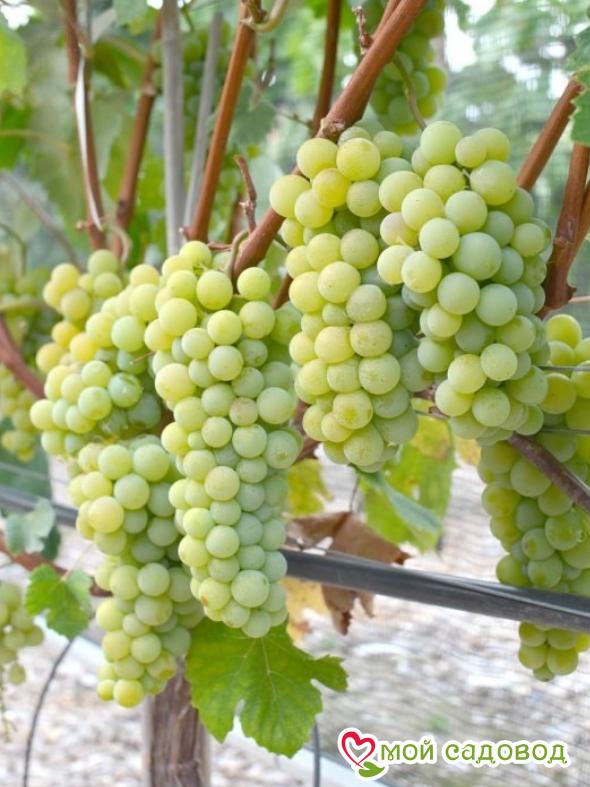 Виноград Маркиз