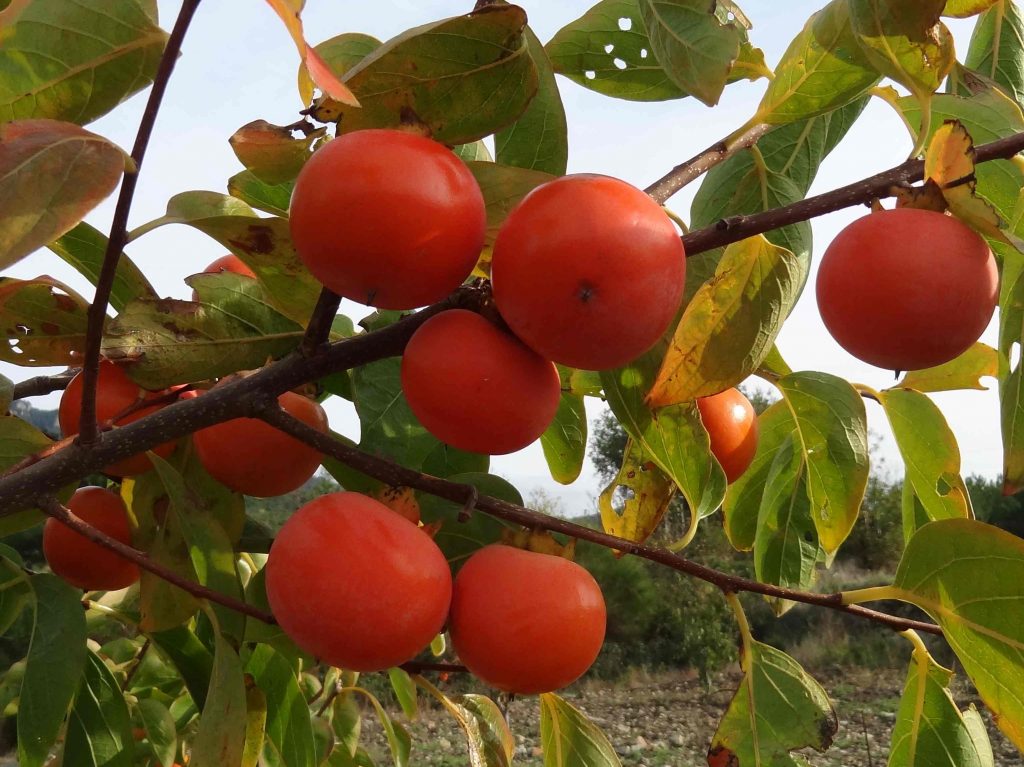 Хурма Кавказская