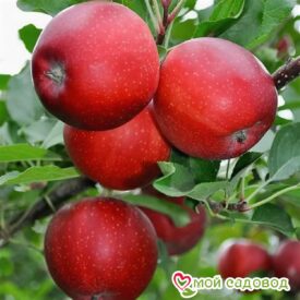 Яблоня Гала Маст в Боре