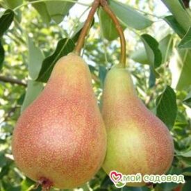 Груша Аббат Фетель в Боре