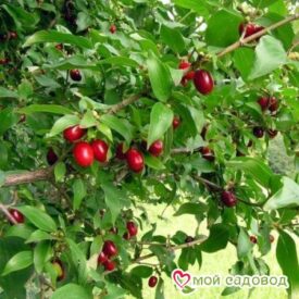 Кизил Коралловый в Боре