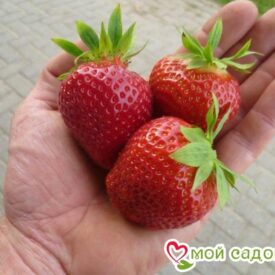 Клубника Флорина в Боре