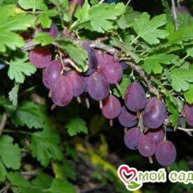 Крыжовник Грушенька Слабошиповатый в Боре