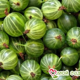 Крыжовник Темно-зеленый Мельникова в Боре
