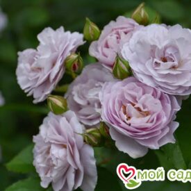 Роза Флоренс Делатре в Боре
