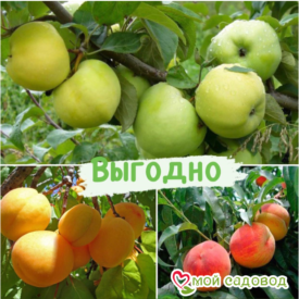 Плодовые деревья Микс набор в Боре