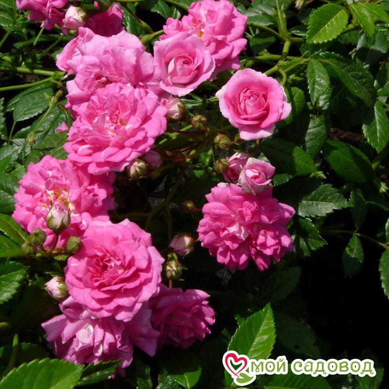 Роза Дороти Перкинс