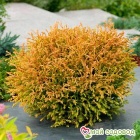 Туя Голден Таффет (Golden Tuffet) в Боре