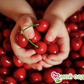 Вишня Субботинская кустарниковая в Боре
