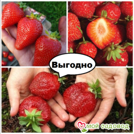 Тройная клубничная выгода! (зима -35°C) в Боре