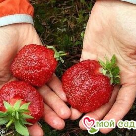 Клубника Зенит (Среднеспелый сорт) ЗКС в Боре