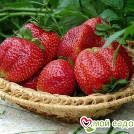 Клубника Зефир (ранний сорт) ЗКС 1С в Боре