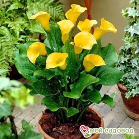 Калла Саншайн в Боре