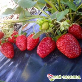КЛУБНИКА (КРУПНОПЛОДНАЯ) ФЛЁР в Боре