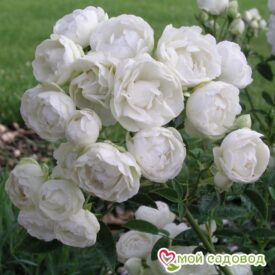 Роза полиантовая Морздаг Уайт (Morsdag White) в Боре