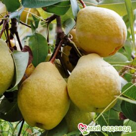 Груша Мария в Боре
