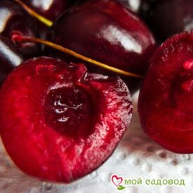 Черешня Бычье сердце в Боре