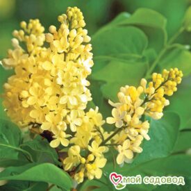 Сирень Примроуз (Primrose) в Боре