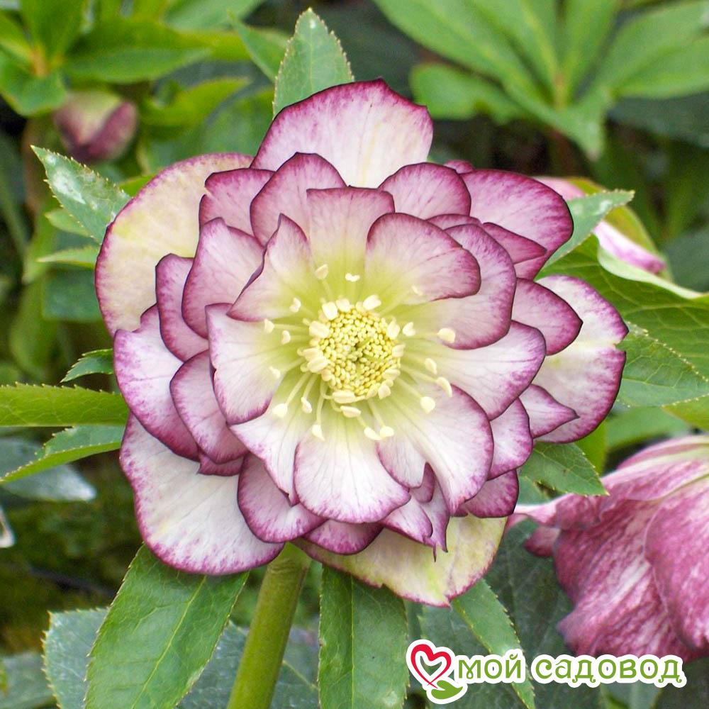 Морозник, комплект элит