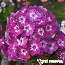 Флокс Успех в Боре