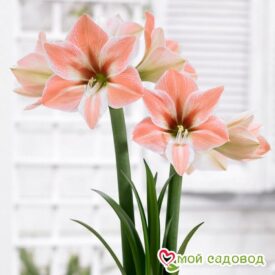 АМАРИЛЛИСА АБРИКОСОВЫЙ ПАРФЕ в Боре