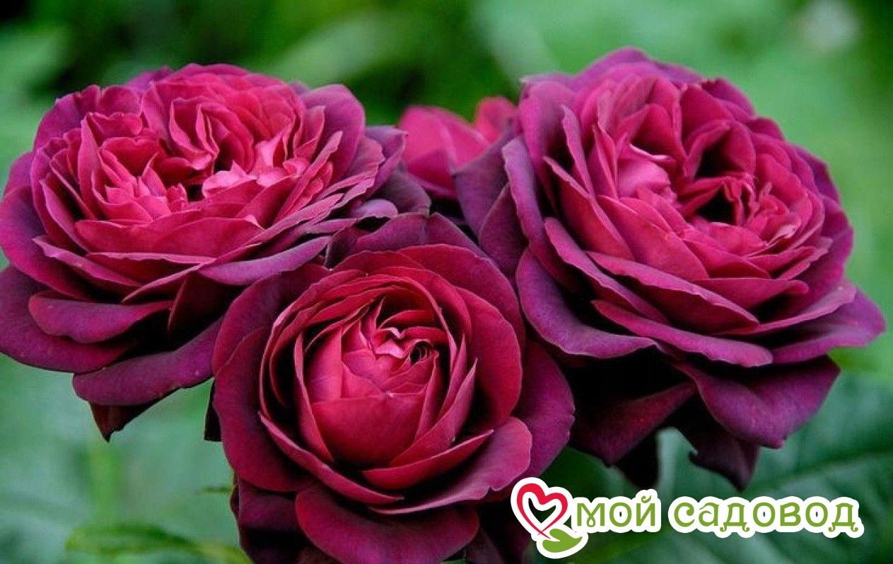 Роза чайно-гибридная Олд Ромео