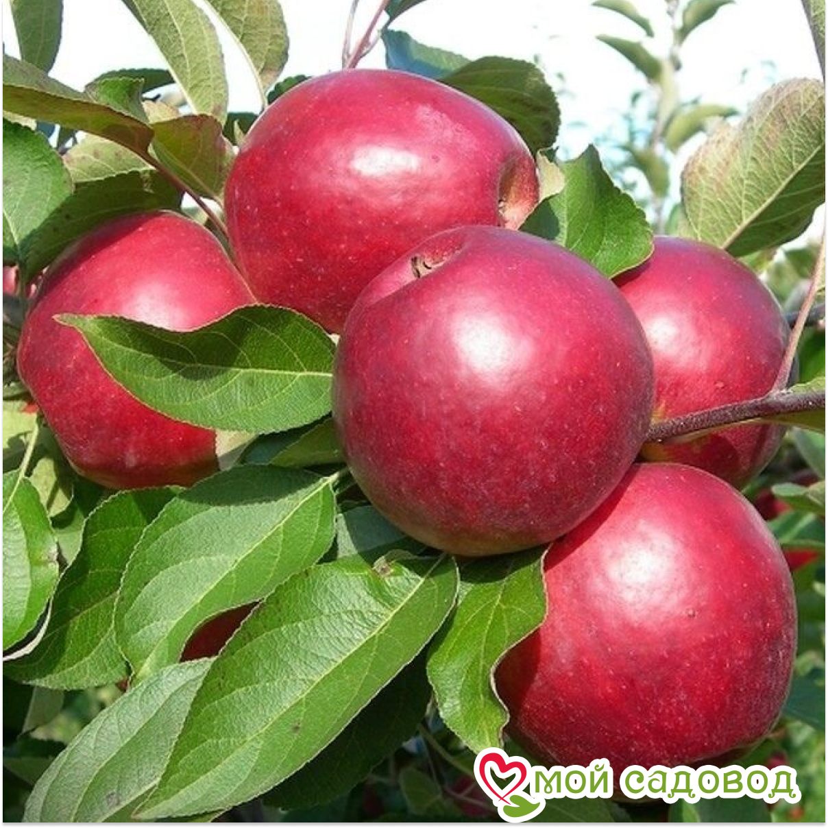 Яблоня Коваленковское