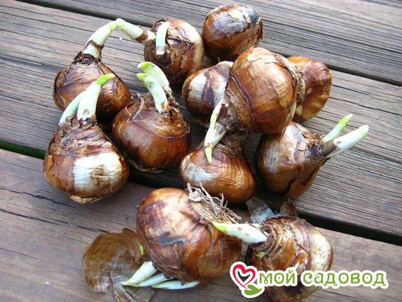 Нарцисс Фиолетовое Очарование