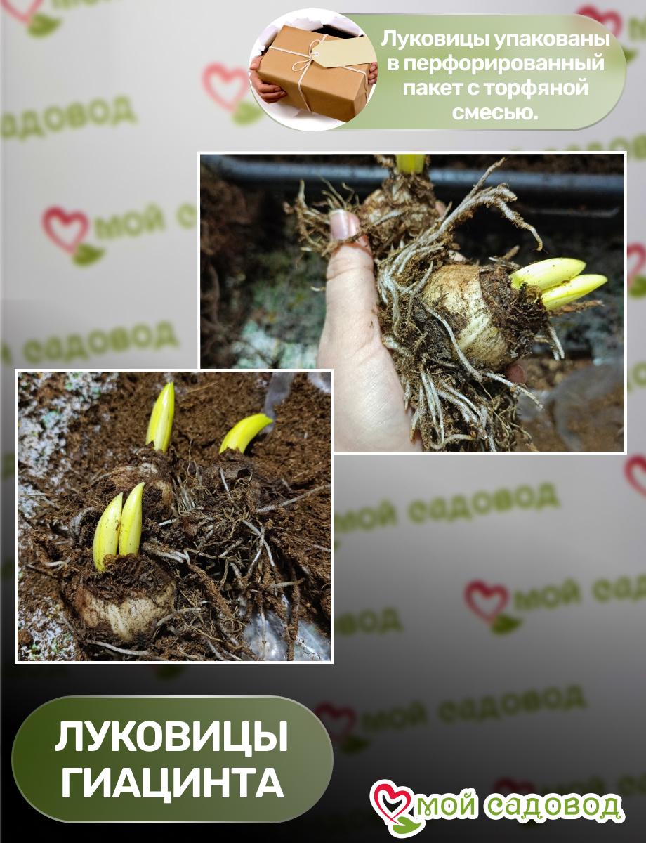 Гиацинт Скай Блюм